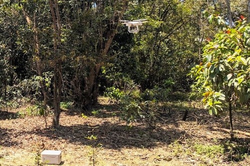 The drone used in the research takes off at the Kaboi Lake forest restoration site in Sabah, Malaysia.